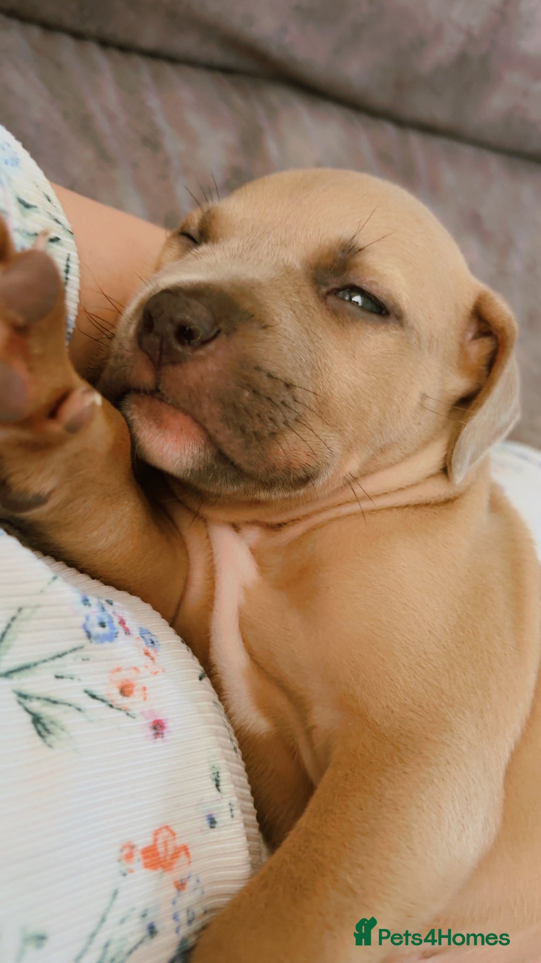 Mixed Breed dogs for sale: Both ready to leave now!   - Image 23