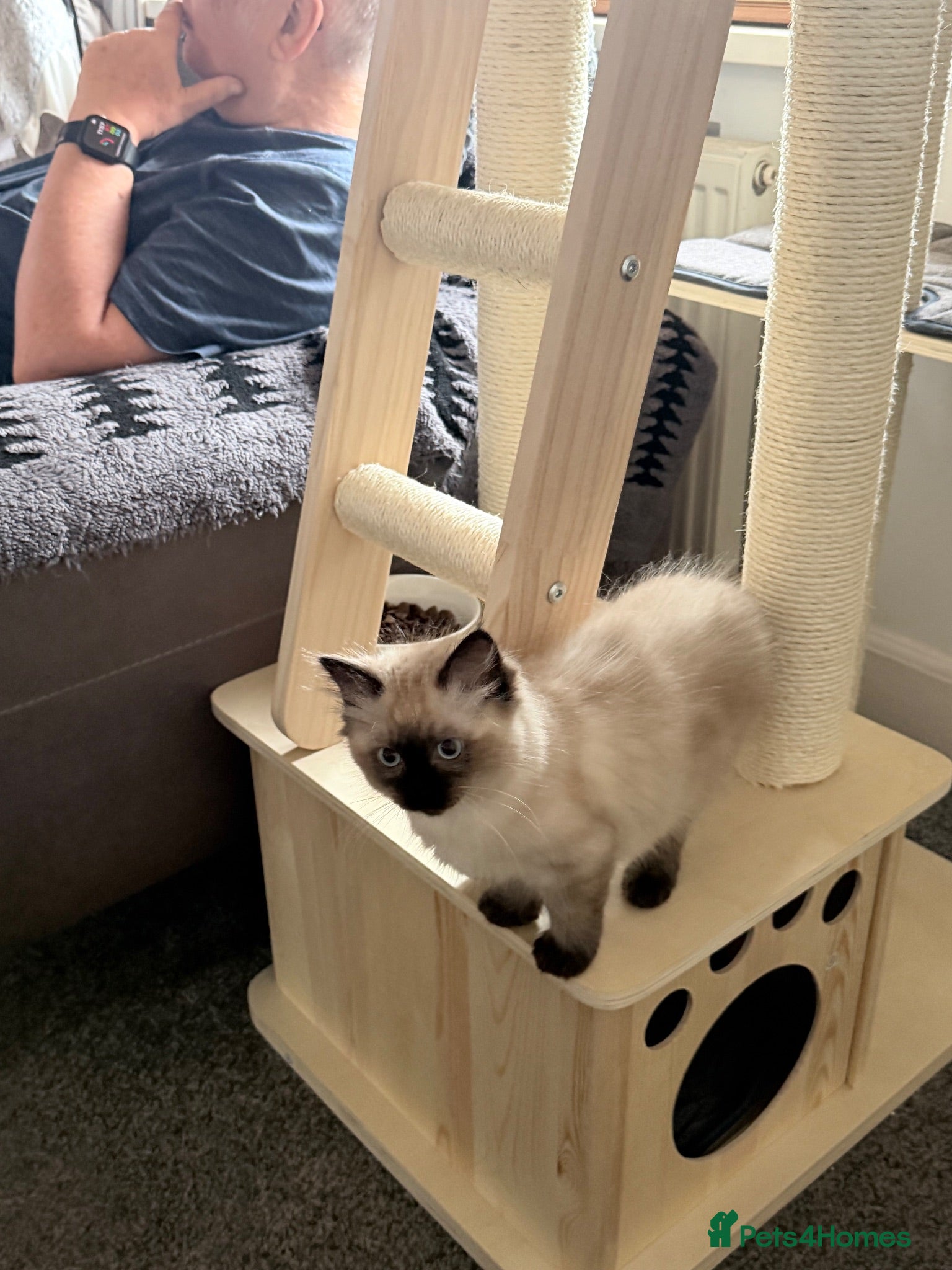 Ragdoll cats 2 pure Ragdoll boys ready for forever  families  - Advert 2