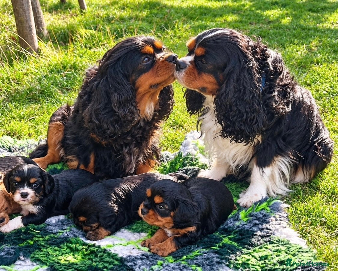 Cavalier King Charles Spaniel dogs Adorable RKC registered Health Tested Cavaliers  - Advert 1