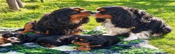 Cavalier King Charles Spaniel dogs for sale: Adorable RKC registered Health Tested Cavaliers  - Advert 1