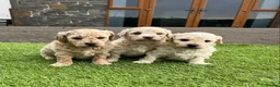 Poochon dogs for sale: Poochon Puppies F1  in Kidwelly - Advert 4
