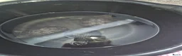 Turtle reptiles for sale: 3 x Black musk turtles in Hailsham - Advert 10