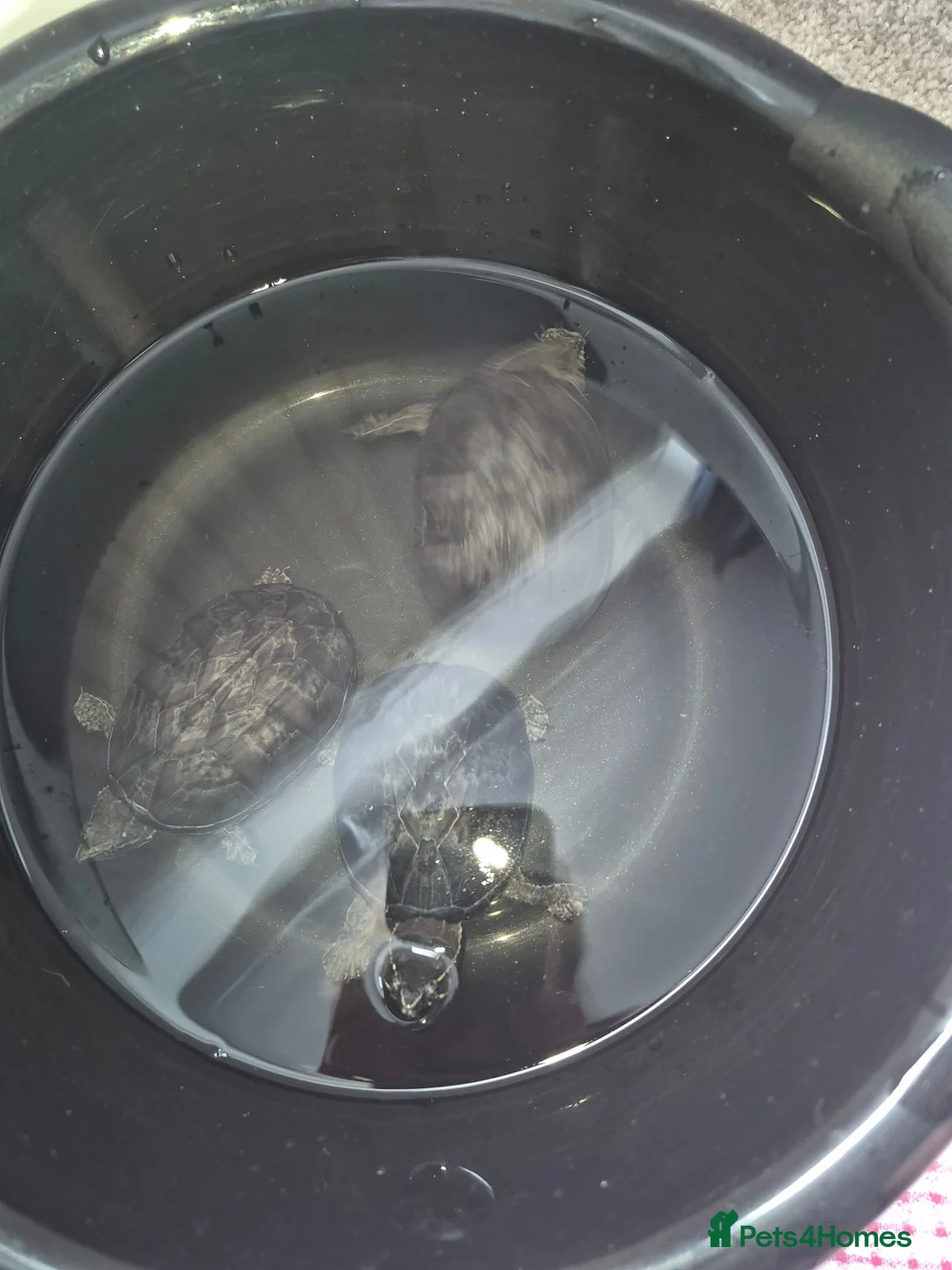 Turtle reptiles for sale: 3 x Black musk turtles in Hailsham - Advert 10