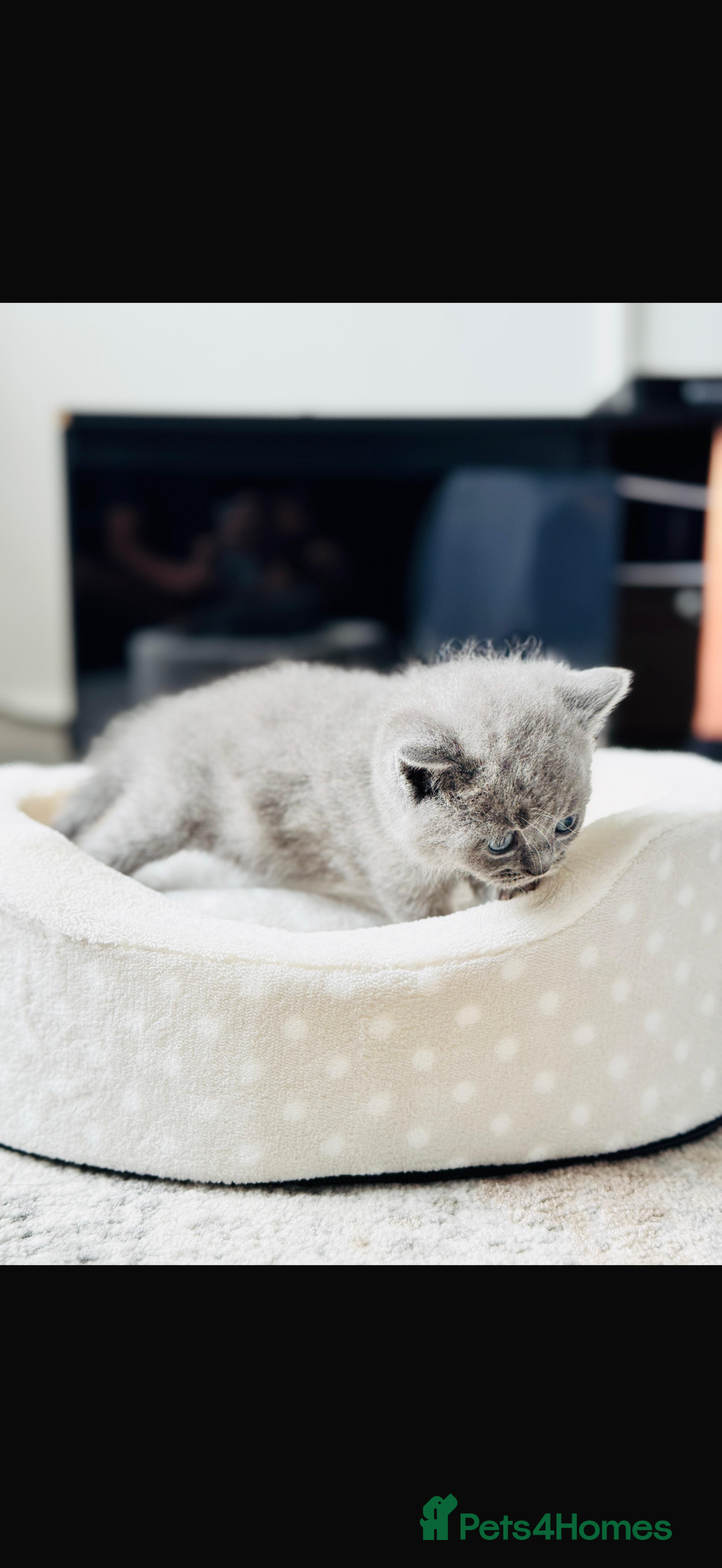 British Shorthair cats for sale: British short hair kittens  - Image 3