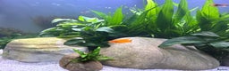 Live Bearers fish for sale: Guppy's endlers / molly & swords  - Advert 7