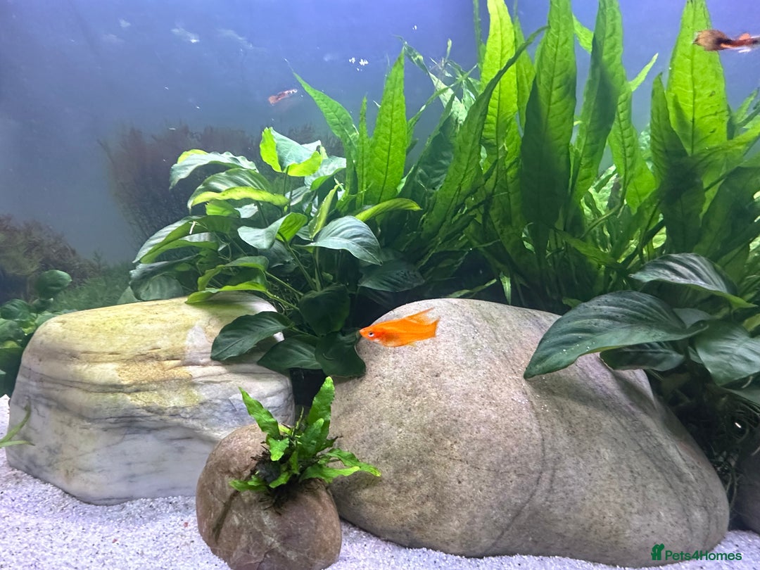 Live Bearers fish for sale: Guppy's endlers / molly & swords  - Advert 7