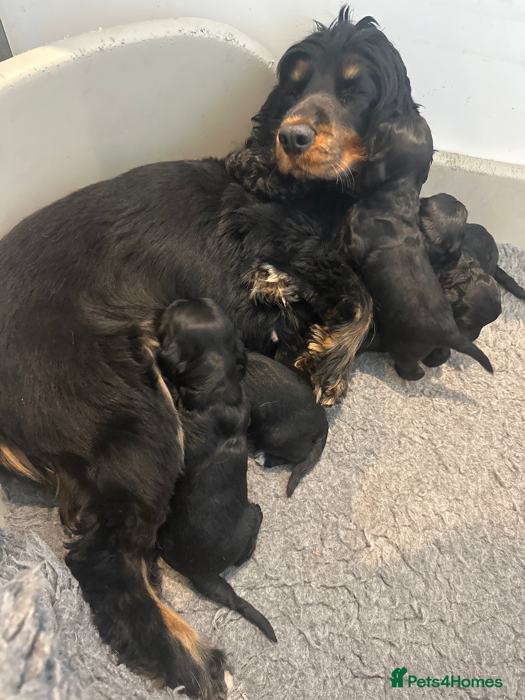 Cockapoo dogs for sale: F1 Cockapoo puppies  - Image 2