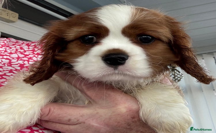 Cavalier King Charles Spaniel dogs - Advert 4