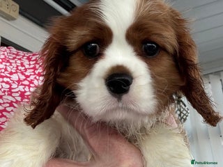 Cavalier King Charles Spaniel dogs - Advert 13