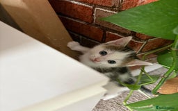 Mixed Breed cats for sale: 5 ADORABLE KITTENS 🐈1M/4F Ready For Reservation😺 - Image 11