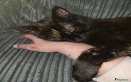 Mixed Breed cats for sale: Beautiful tortoiseshell for sale  - Image 4