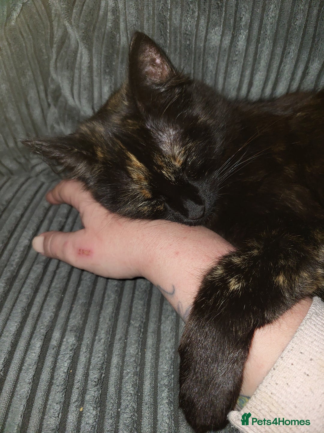 Mixed Breed cats for sale: Beautiful tortoiseshell for sale  - Image 4