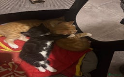 Mixed Breed cats for sale: black and white female kitten  - Image 2