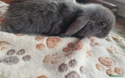 Mini Lop rabbits for sale: 4 Mini lop rabbits available  - Image 9