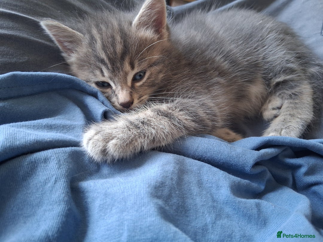 Mixed Breed cats for sale: Kittens looking for forever home - Image 4