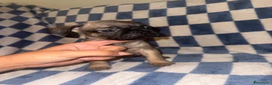 Frug 1