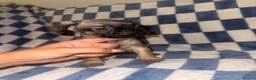 Frug dogs for sale: Beautiful litter of 5 3/4 frenchie 1/4 pug 🐶  - Advert 5