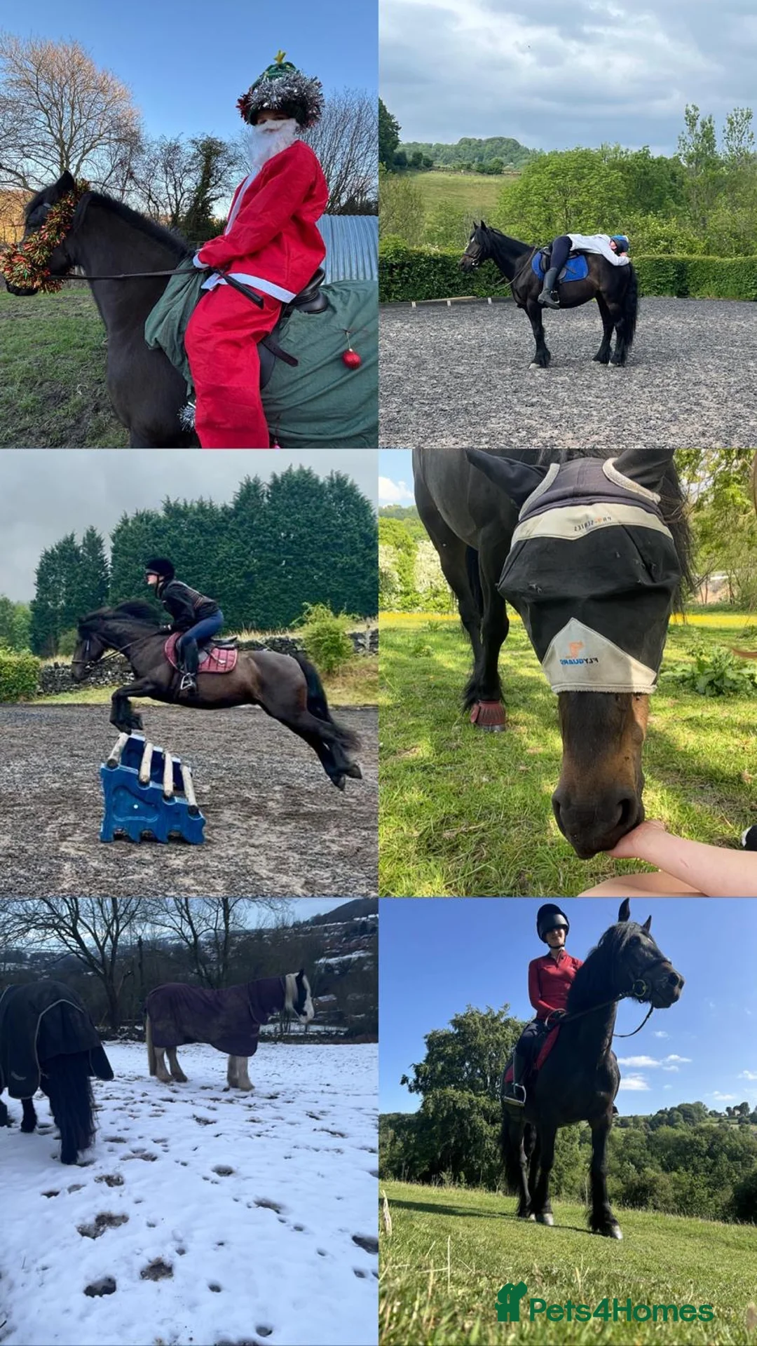 Fell horses for sale: Raven, 14h black Fell x Tb gelding in Matlock - Advert 2