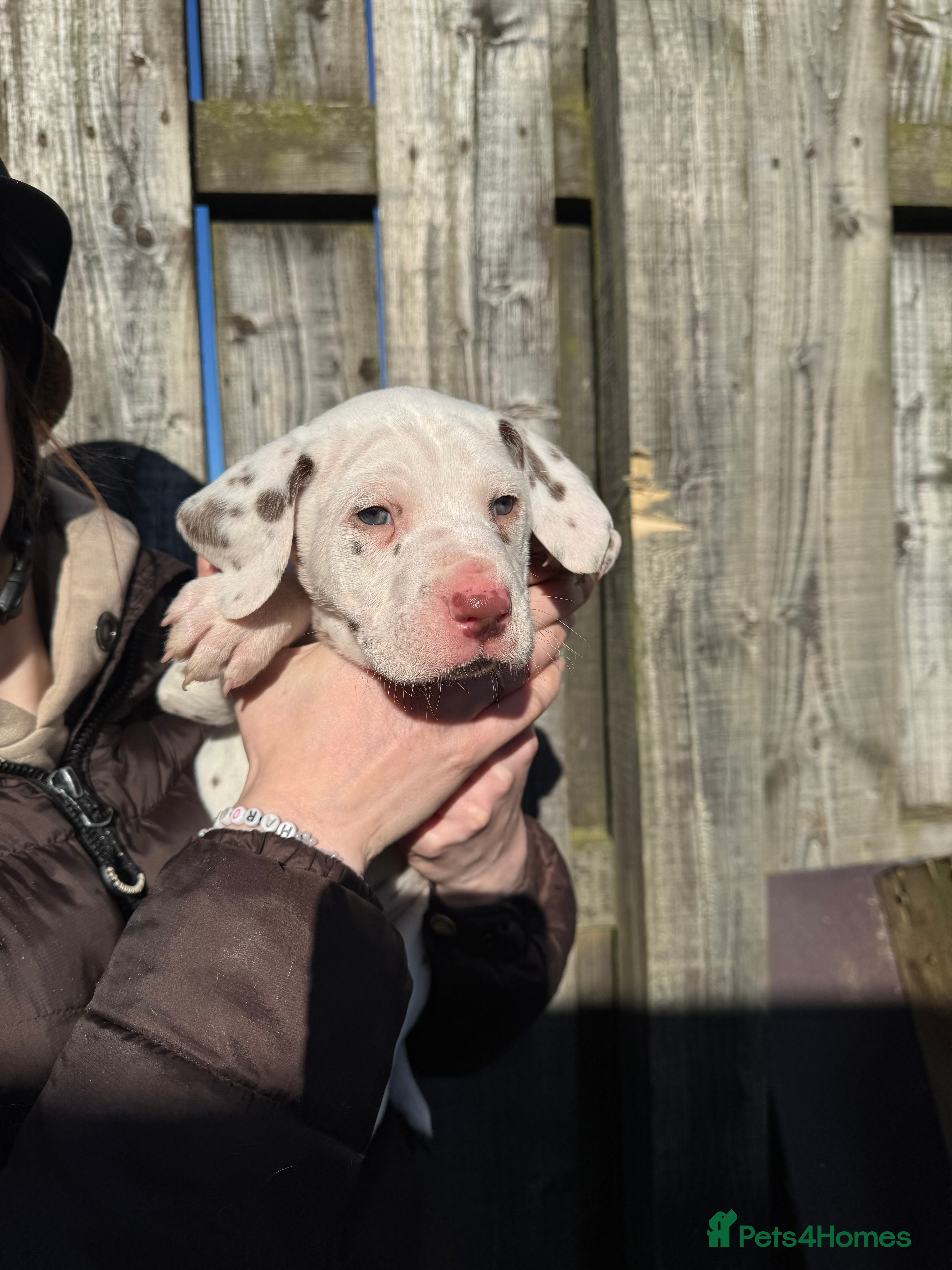 Dalmatian dogs Gorgeous Dalmatian Puppies 🐶  - Advert 6