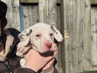Dalmatian dogs Gorgeous Dalmatian Puppies 🐶 - Advert 6