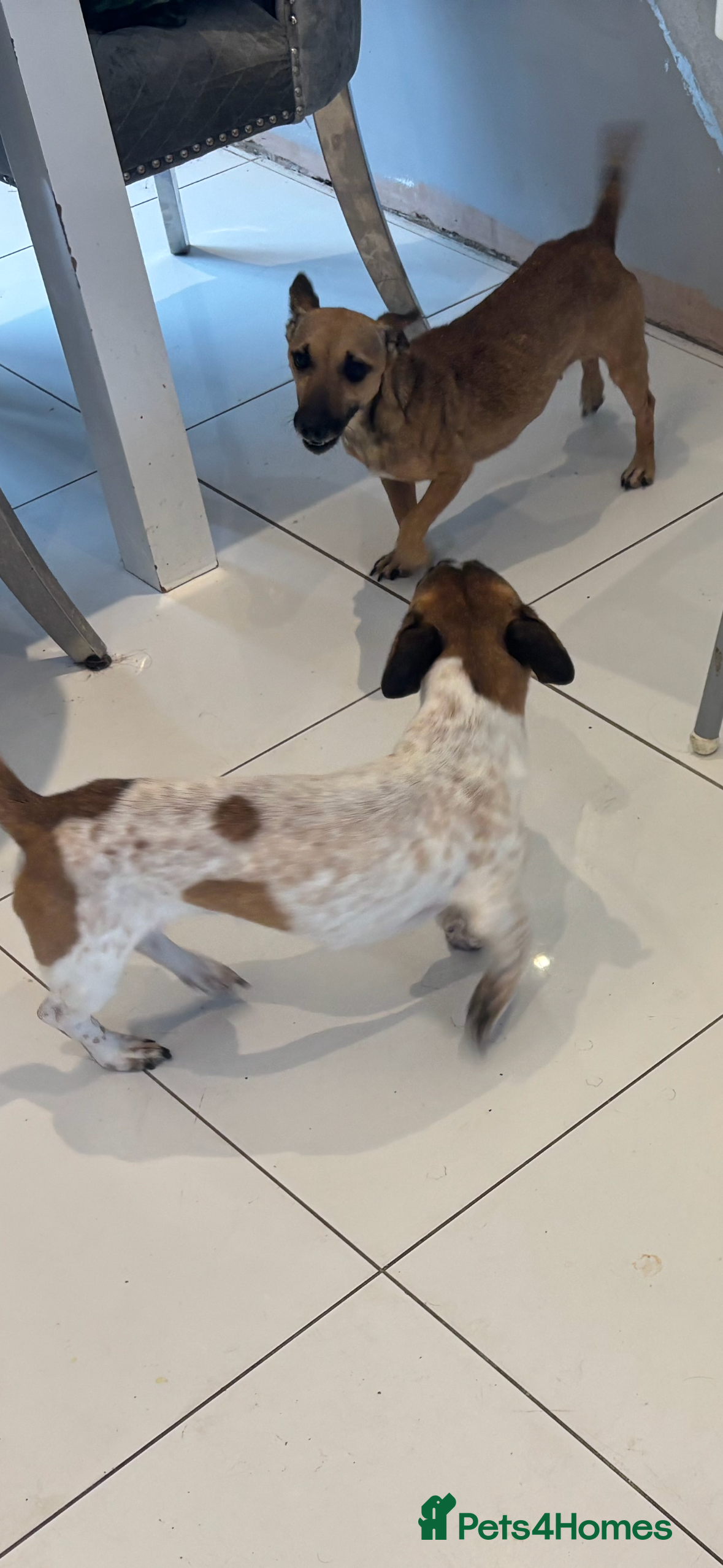 Jack Russell dogs Adorable Jack Russell puppies  - Advert 1