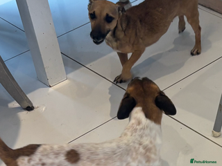 Jack Russell dogs Adorable Jack Russell puppies - Advert 1