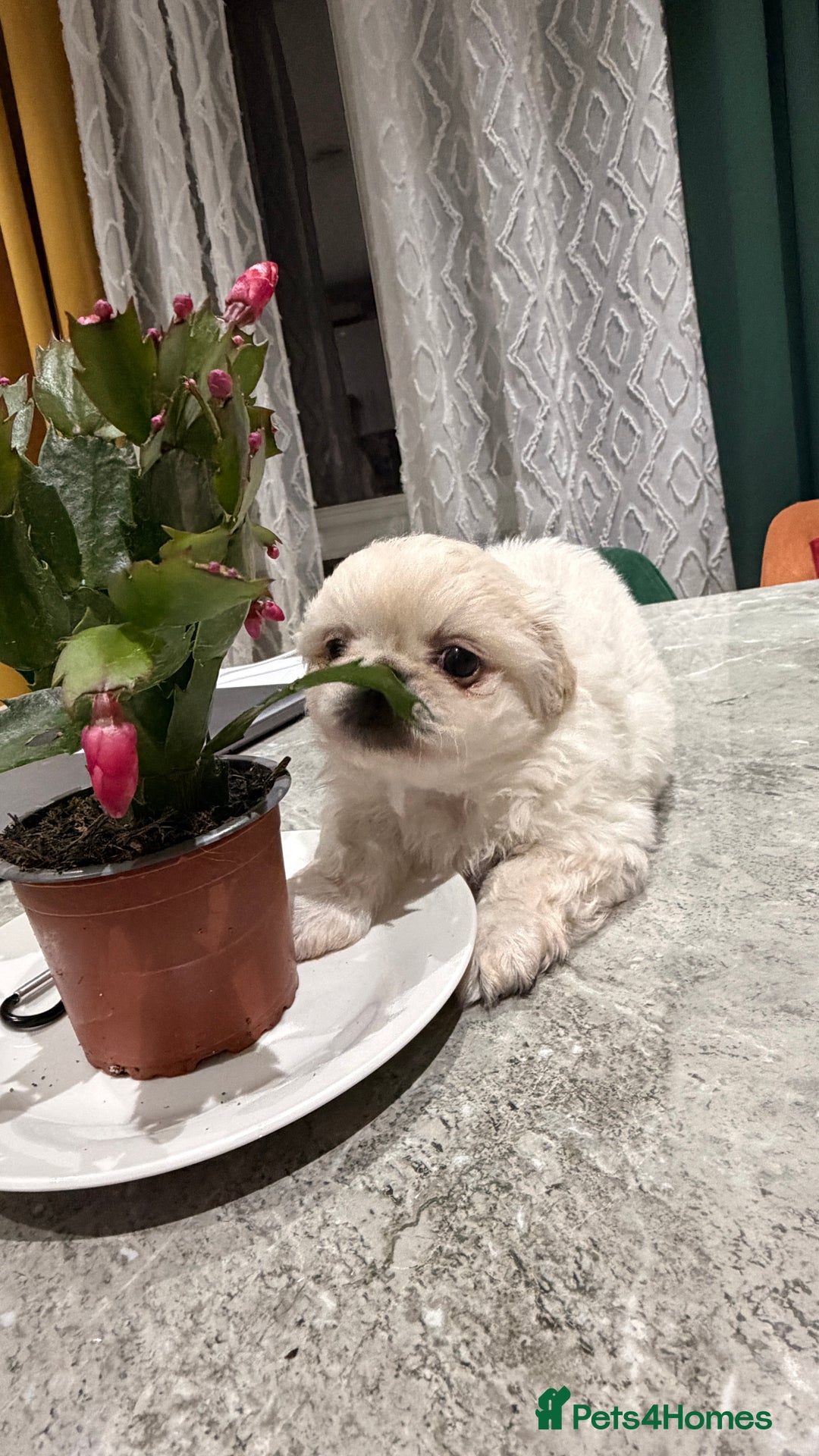 Pekingese dogs for sale: Pekingese  - Advert 11