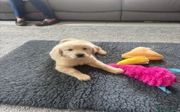 Golden Retriever dogs for sale: Beautiful Golden Retriever puppies - Image 23