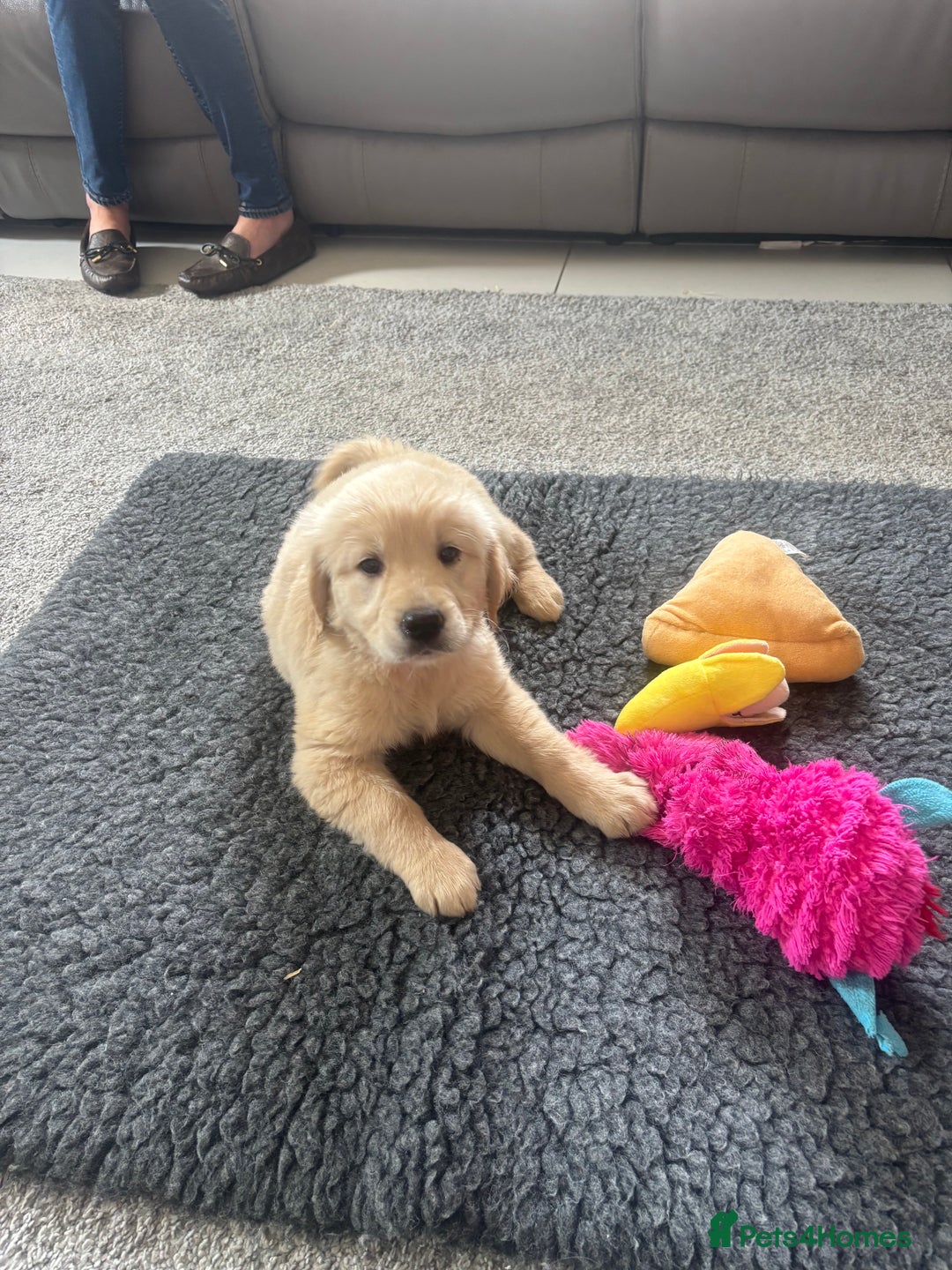Golden Retriever dogs for sale: Beautiful Golden Retriever puppies - Image 23