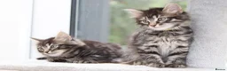 Mixed Breed cats for sale: 3 Lovely Kittens Ready to be Collected - Advert 7