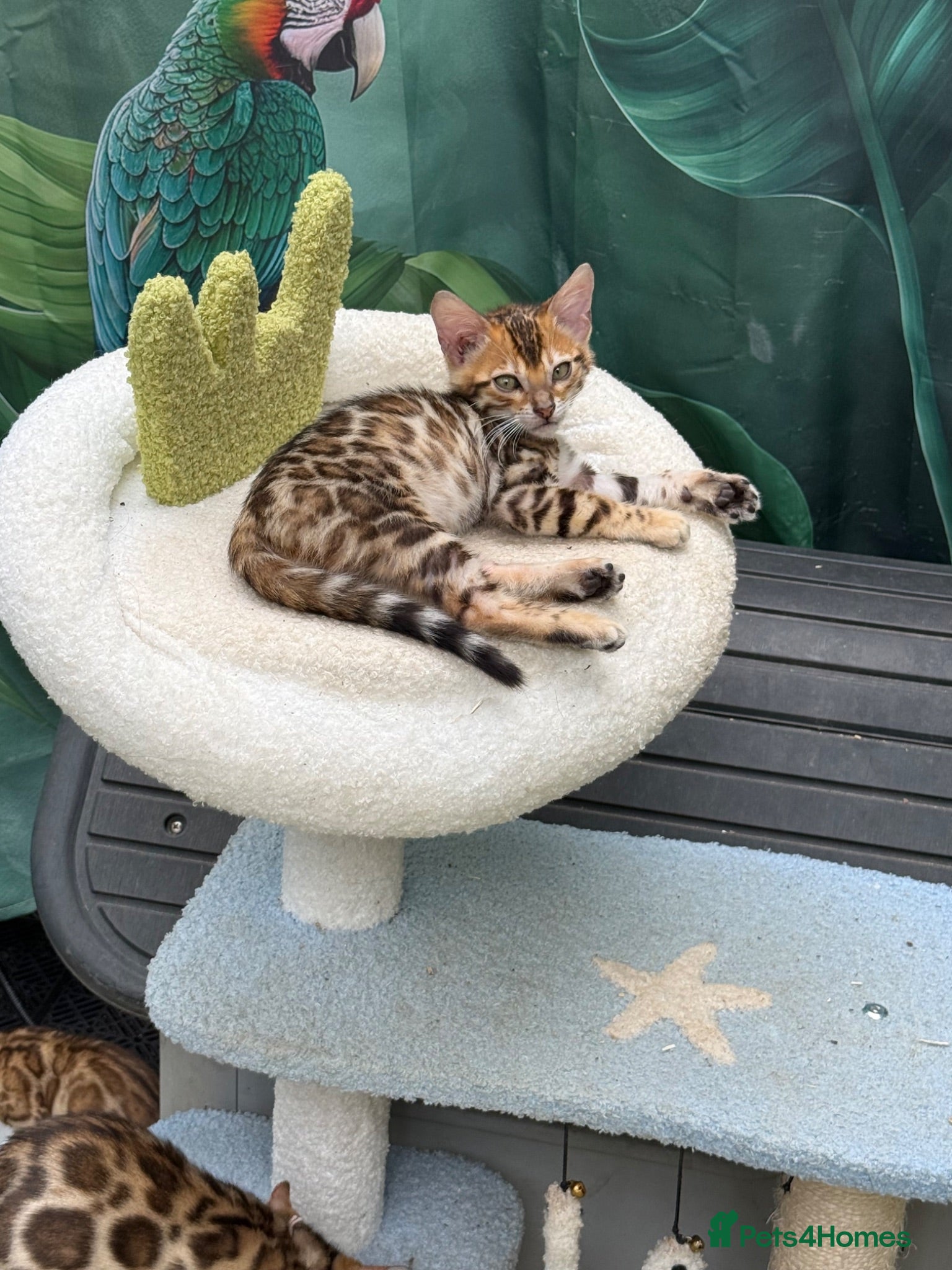 Bengal cats Health Tested 🐾 TICA ✨ Bengal kittens 🐆  - Advert 2