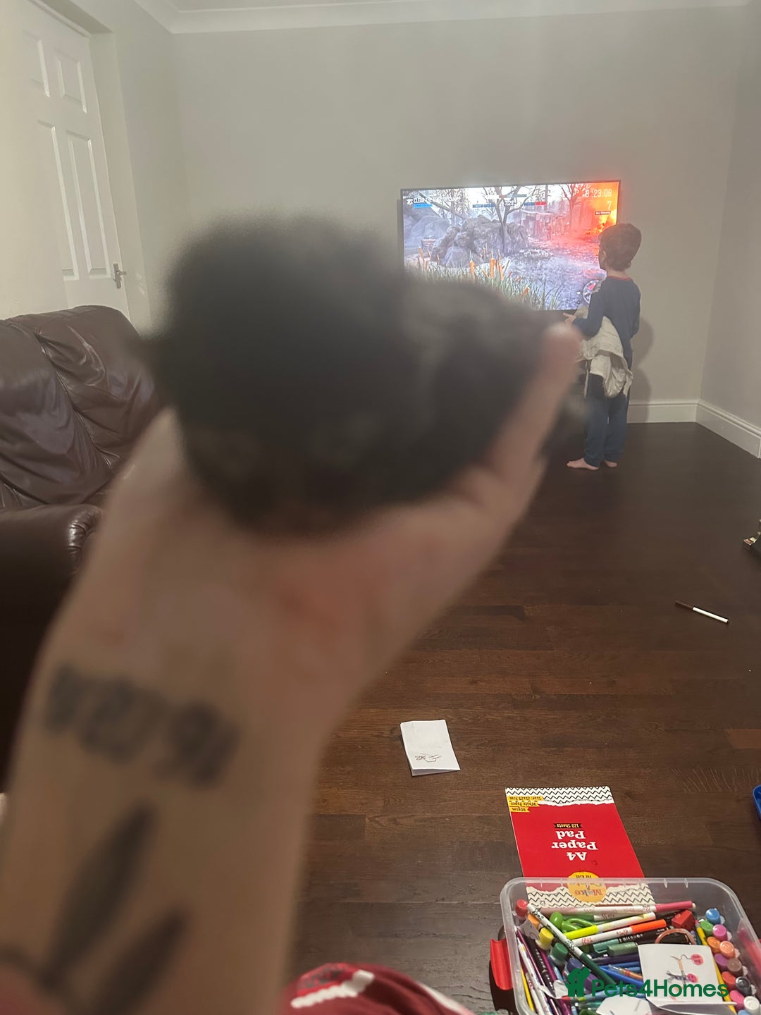 Maine Coon cats for sale: Three quarter maine coon kittens  - Advert 6