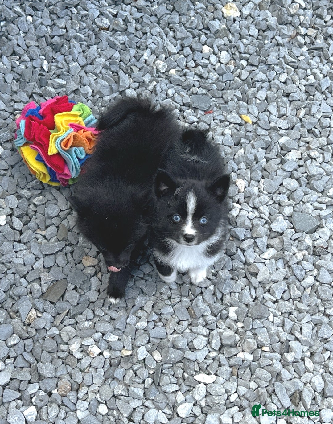 Pomsky dogs for sale: Adorable small f3 Pomsky puppies for sale  - Image 22