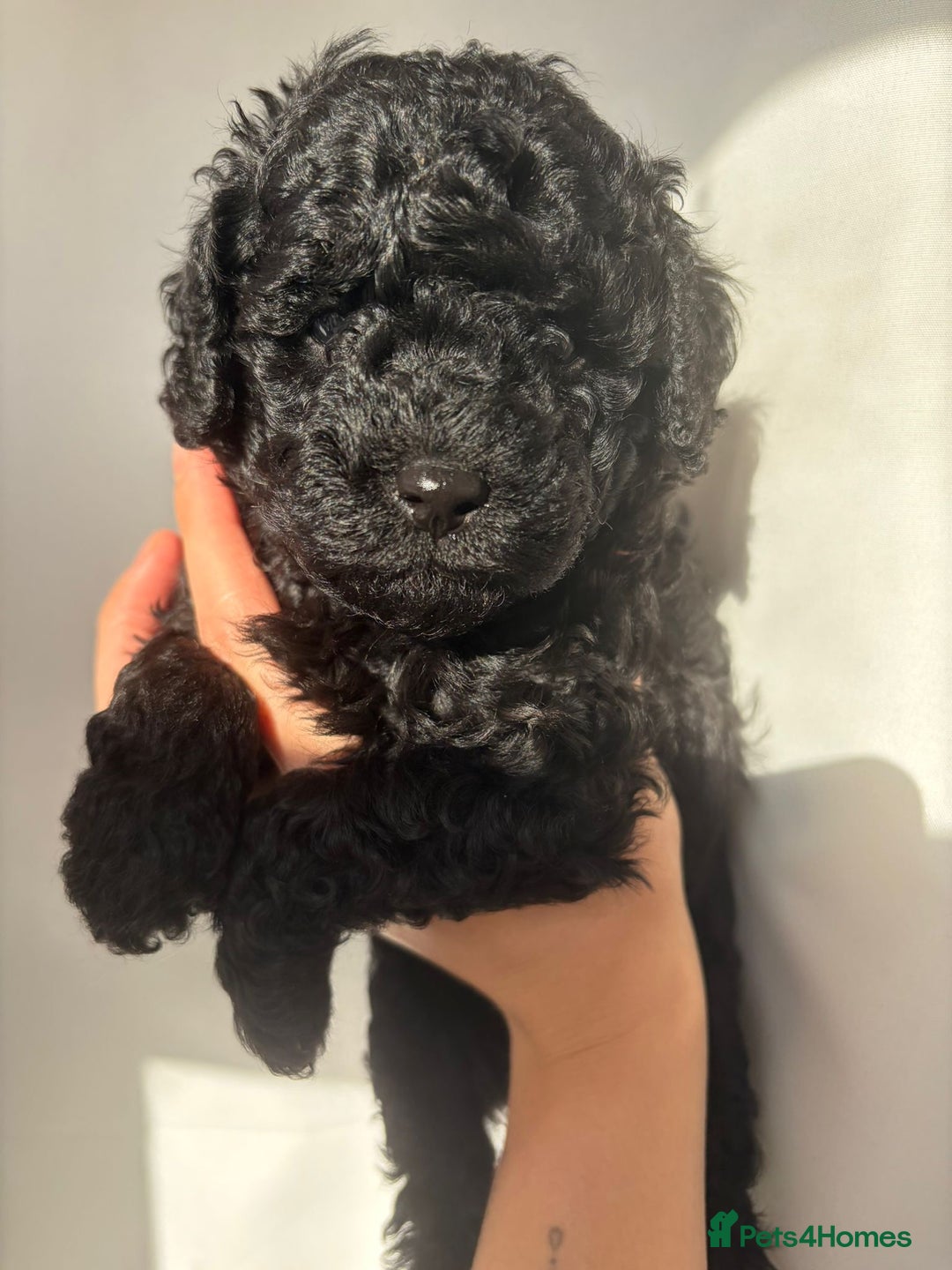 Cavapoo dogs for sale: READY TO LEAVE BLACK & WHITE TEDDY BEAR CAVAPOO - Advert 7