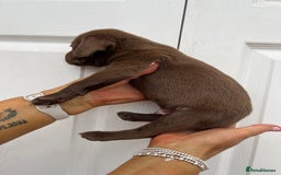 Mixed Breed dogs for sale: 4 week old puppies - Image 4