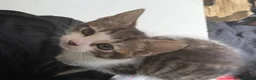 Mixed Breed cats for sale: Beautiful Bengal x Domestic Short Hair Kittens 🐾 - Advert 11