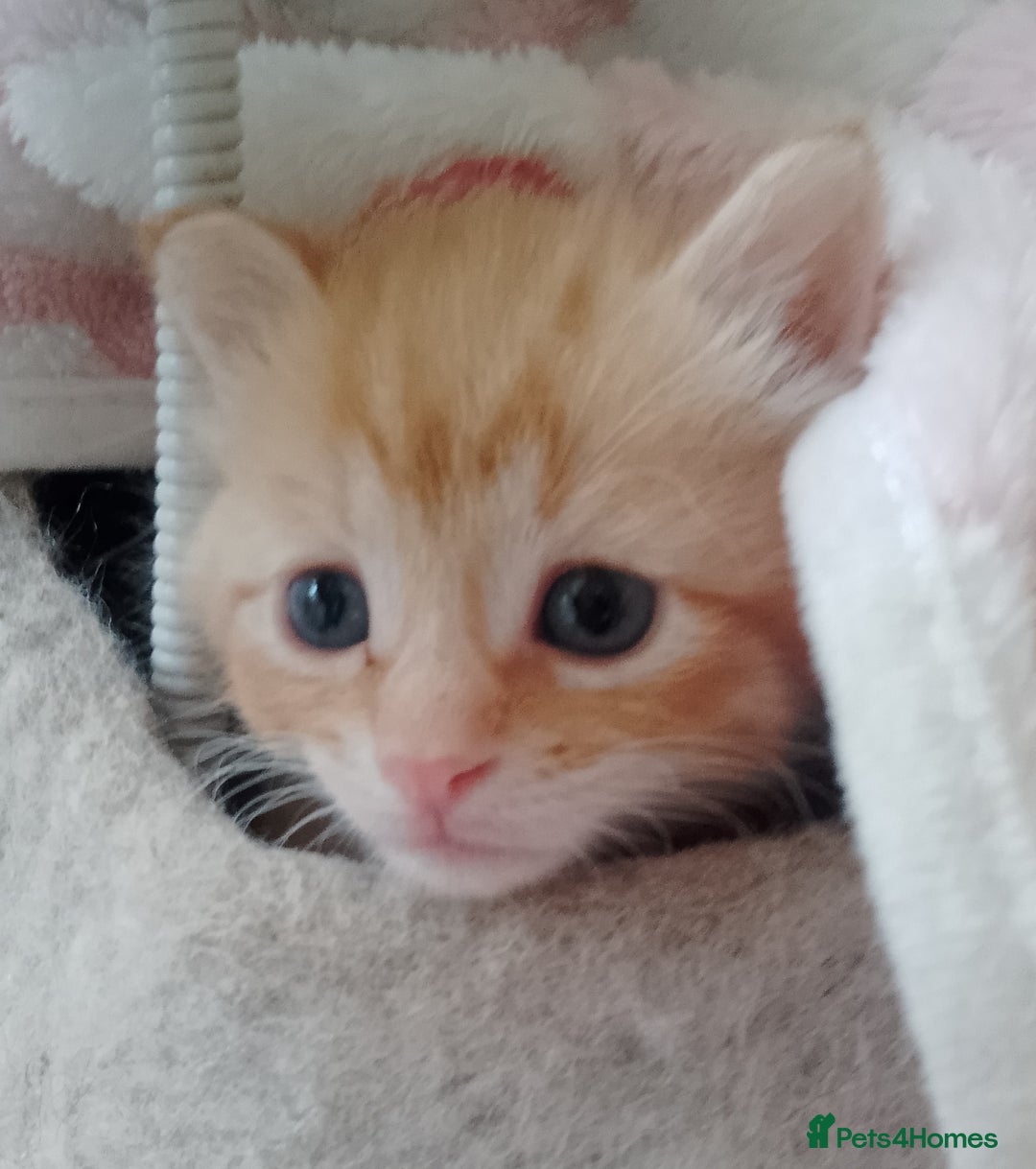 Mixed Breed cats for sale: Sphinx cross kittens available  - Advert 5