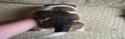 Border Collie dogs for sale: Border Collie puppies for sale in Crediton - Advert 8