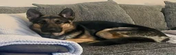 German Shepherd dogs for sale: German Sheperd  - Advert 1