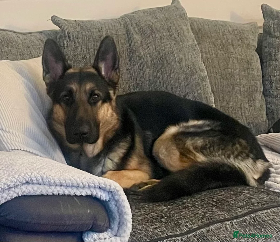 German Shepherd dogs for sale: German Sheperd  - Advert 1