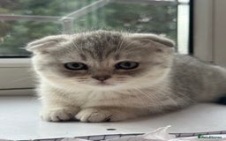 Mixed Breed cats for sale: Clever kittens need a new home  - Image 8