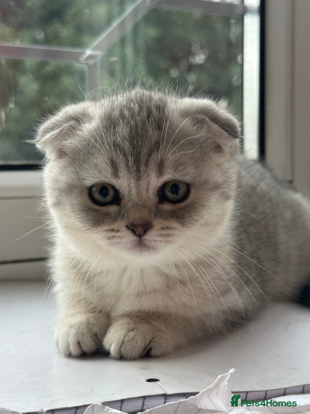 Mixed Breed cats for sale: Clever kittens need a new home  - Image 8