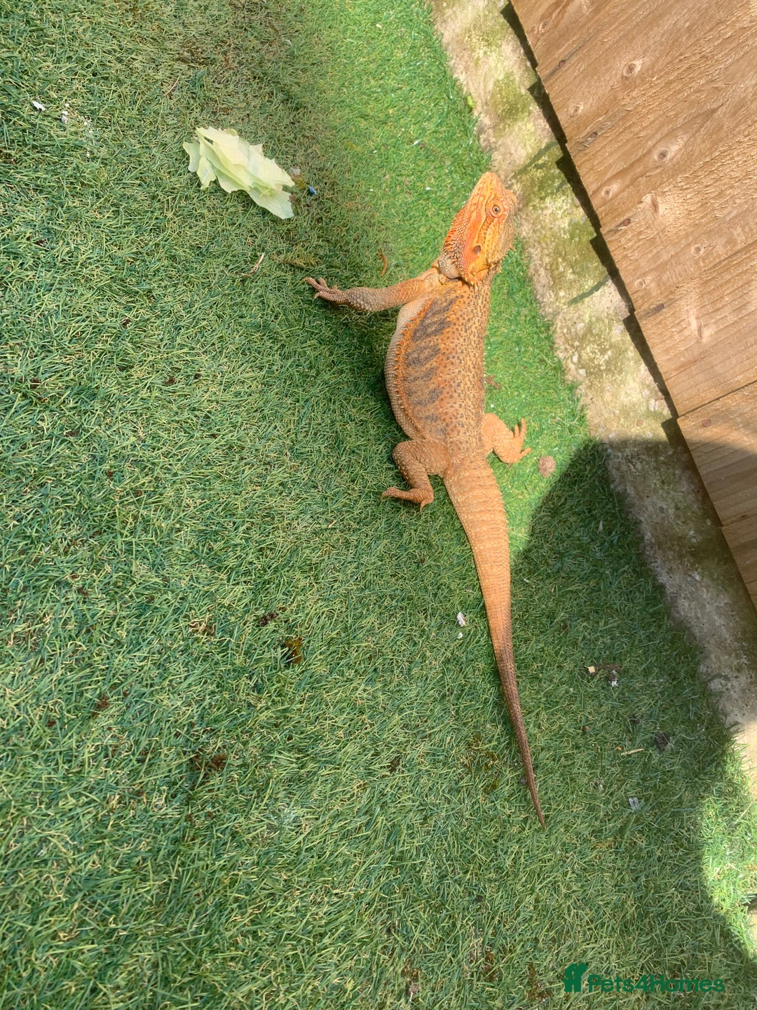 Dragon reptiles for sale: Mia the Beautiful bearded dragon  - Image 26