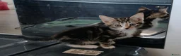 Mixed Breed cats for sale: 4 Beautiful kittens £100 each  - Advert 8