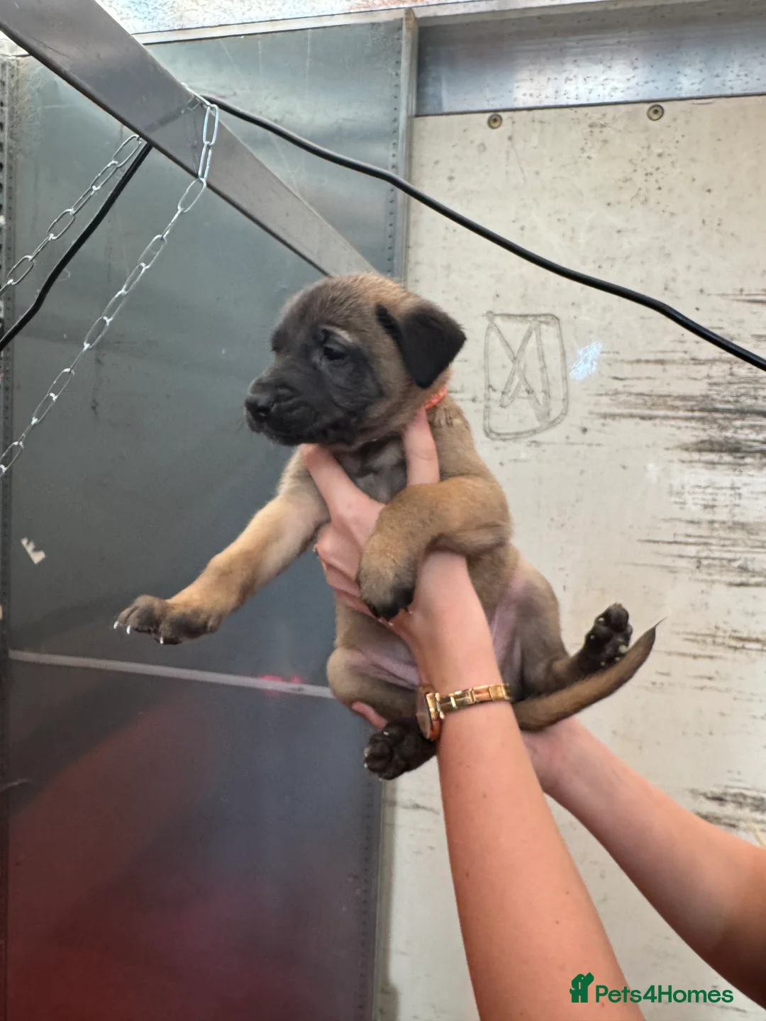 Belgian Shepherd Dog dogs for sale: Gorgeous Belgian Malinois Puppies - Advert 20