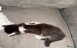British Shorthair cats for sale: 3 x adorable kittens  - Image 6