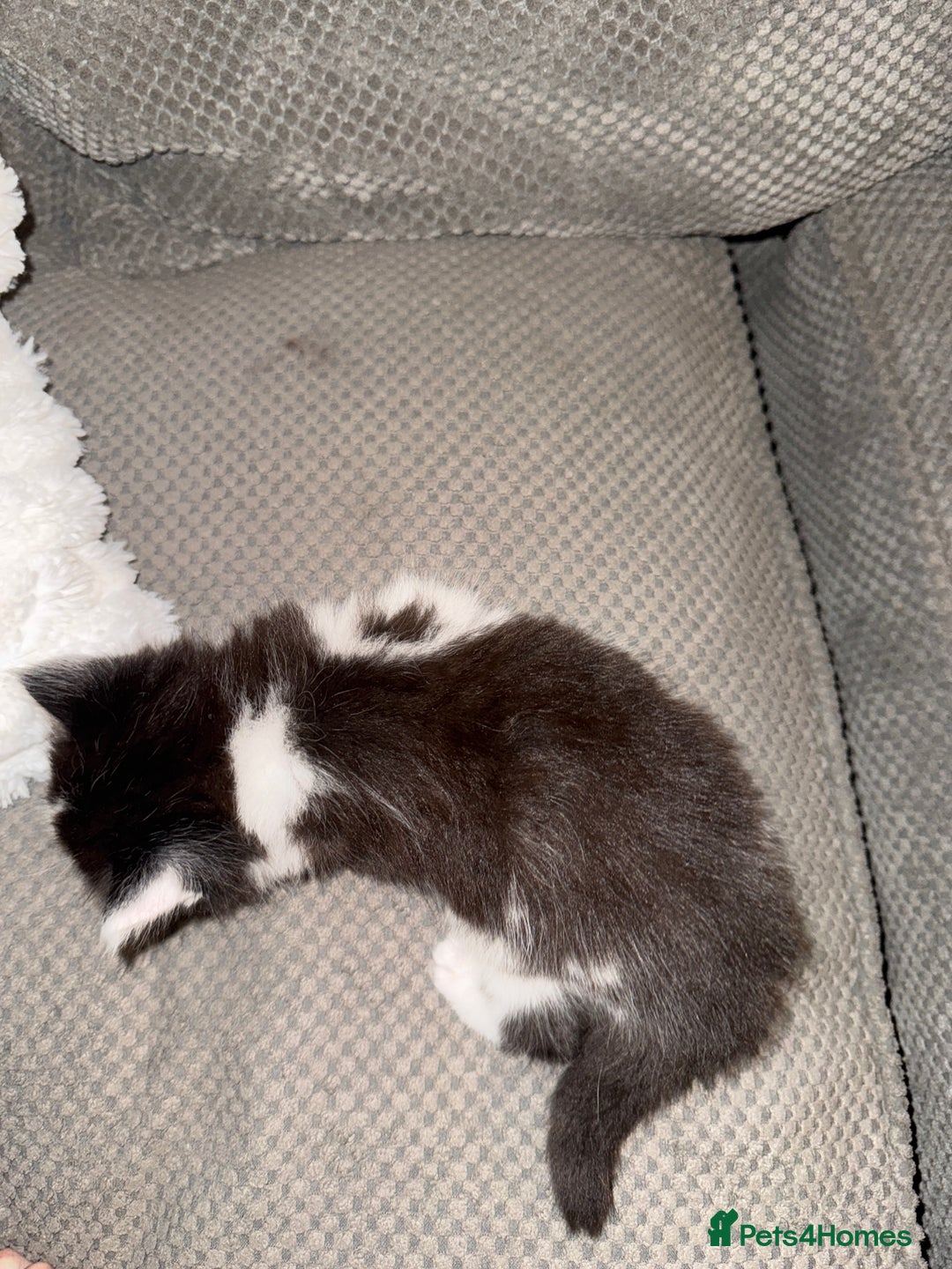 British Shorthair cats for sale: 3 x adorable kittens  - Image 6