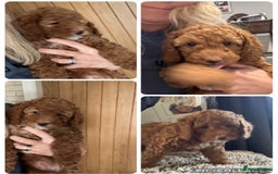 Cockapoo dogs for sale: Cockapoo puppies in Preston - Image 33