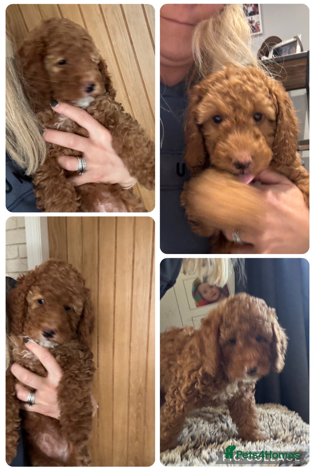 Cockapoo dogs for sale: Cockapoo puppies in Preston - Image 33