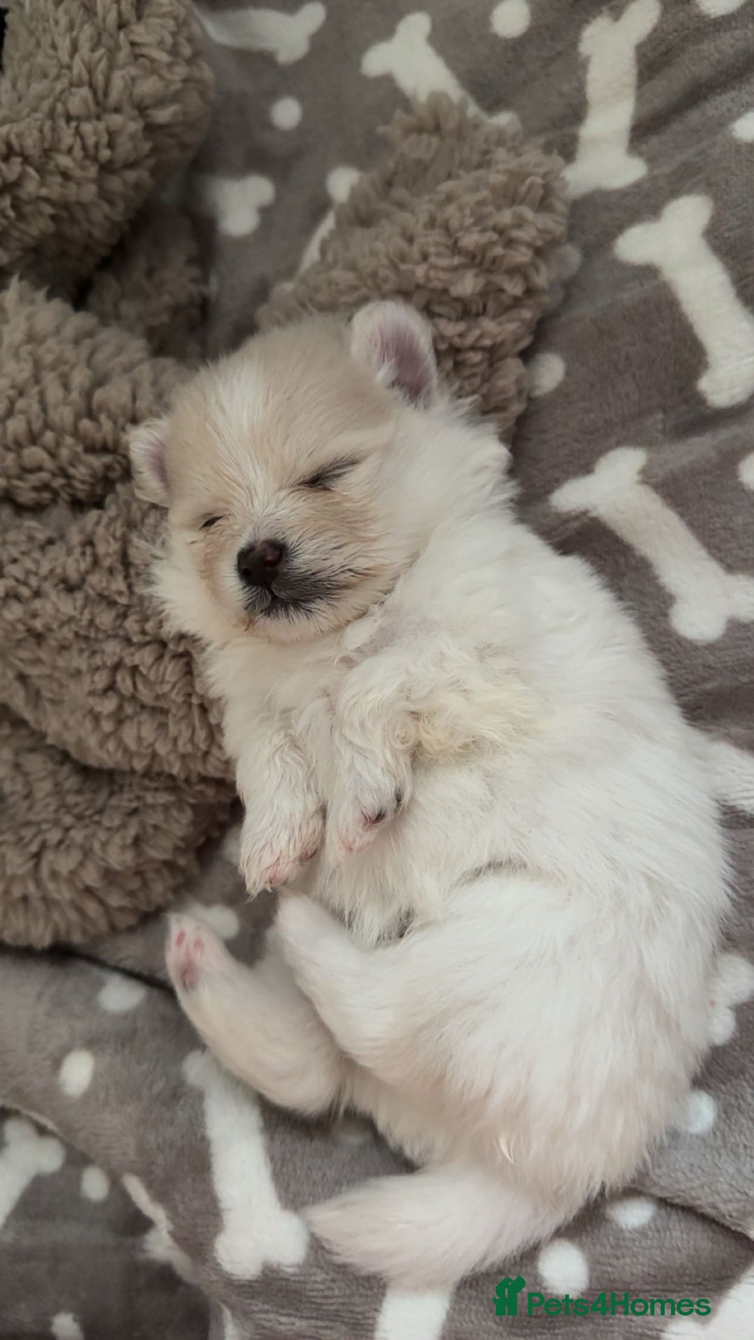 Pomeranian dogs for sale: Pomeranian pups🩵🩷 - Image 6